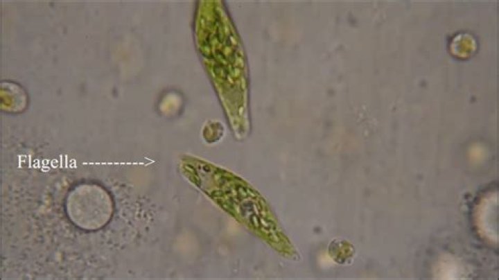 Can euglena move without flagella?