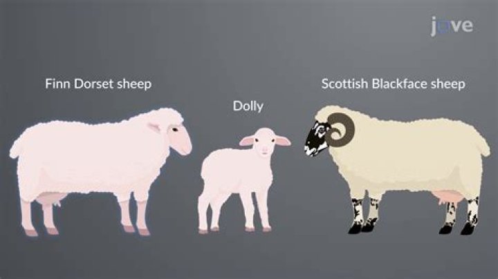 Which sheep was Dolly genetically identical to?
